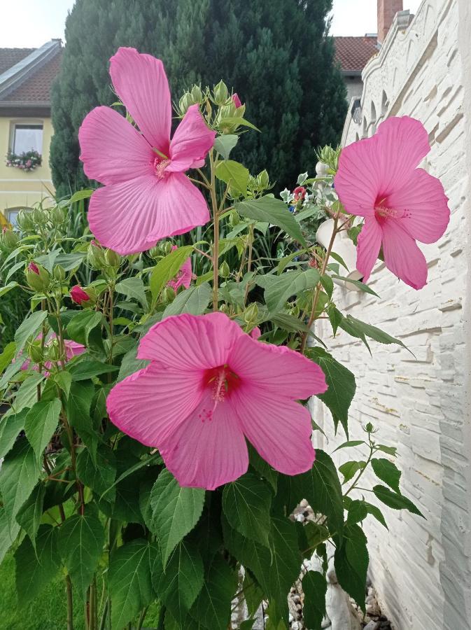 קדלינבורג Usis_Ferienwohnung Im Harz מראה חיצוני תמונה